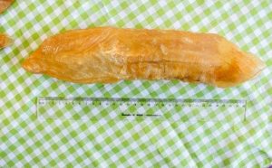 滋补皇教您选购鱼胶第5招:鱼胶的大小